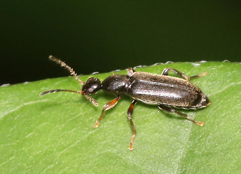 Macratria confusa Tentative species ID

Habitat: Mixed forest Geotagged,Macratria,Macratria confusa,Spring,United States