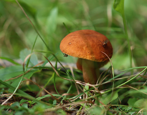 Gyroporus borealis Habitat: Grassy forest edge Geotagged,Gyroporus,Gyroporus borealis,Summer,United States