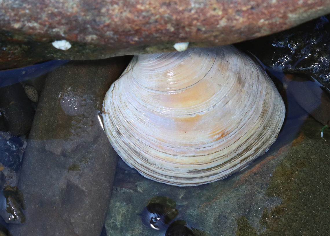 Quahog - Mercenaria mercenaria The nickname 'quahog' comes from the Narragansett tribe's word (Popquauhock) for this type of clam. I grew up eating these clams and they are very important in New England, especially along the coast. Locals call them 'quahogs', not 'hard clams'. When my grandparents got married, they survived on quahogs that my grandfather dug up. It was their only source of protein.<br />
<br />
Habitat: Tide pool during low tide. Geotagged,Hard clam,Mercenaria,Mercenaria mercenaria,Summer,United States,clam,quahog