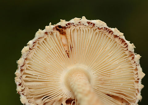 Long-legged Amidella, Amanita sect. Amidella, Amanita dolichopus (nom prov) Habitat: Growing on the ground next to a pond; mostly hardwood nearby
https://www.jungledragon.com/image/167430/long-legged_amidella_amanita_sect._amidella_amanita_dolichopus_nom_prov.html Amanita dolichopus,Geotagged,Long-legged Amidella,Summer,United States