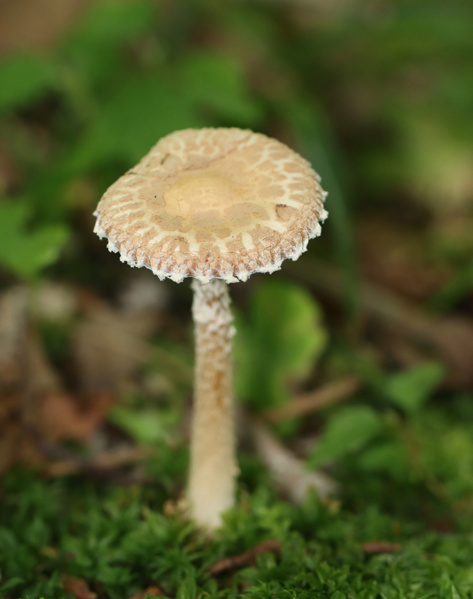 Long-legged Amidella, Amanita sect. Amidella, Amanita dolichopus (nom prov) Habitat: Growing on the ground next to a pond; mostly hardwood nearby<br />
<figure class="photo"><a href="https://www.jungledragon.com/image/167429/long-legged_amidella_amanita_sect._amidella_amanita_dolichopus_nom_prov.html" title="Long-legged Amidella, Amanita sect. Amidella, Amanita dolichopus (nom prov)"><img src="https://s3.amazonaws.com/media.jungledragon.com/images/3232/167429_thumb.jpg?AWSAccessKeyId=05GMT0V3GWVNE7GGM1R2&Expires=1763596810&Signature=7ktYkDEmV7Xq8VtYWrv6UXM048o%3D" width="200" height="144" alt="Long-legged Amidella, Amanita sect. Amidella, Amanita dolichopus (nom prov) Habitat: Growing on the ground next to a pond; mostly hardwood nearby<br />
https://www.jungledragon.com/image/167430/long-legged_amidella_amanita_sect._amidella_amanita_dolichopus_nom_prov.html Amanita dolichopus,Geotagged,Long-legged Amidella,Summer,United States" /></a></figure> Amanita dolichopus,Geotagged,Long-legged Amidella,Summer,United States,amanita,amidella