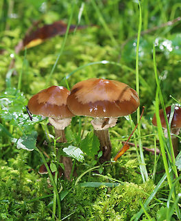 Glabrous armillaria - Armillaria calvescens Habitat: Growing in moss/grass in a shaded spot at the edge of a mixed forest Armillaria,Armillaria calvescens,Fall,Geotagged,Glabrous armillaria,United States,fungus,mushroom