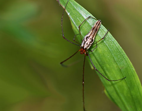 Elongate Stilt Spider - Tetragnatha elongata Habitat: Pondside Elongate Stilt Spider,Geotagged,Summer,Tetragnatha,Tetragnatha elongata,United States,spider