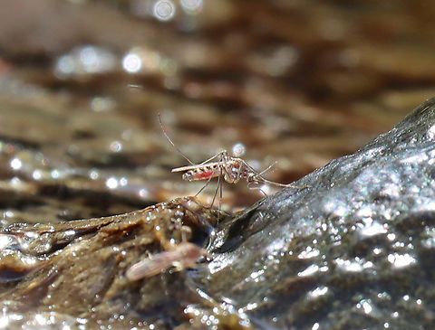 Northern Frog-biting Mosquito - Culex territans Sucking a bullfrog's blood. 

Habitat: small woodland pond Culex territans,Geotagged,Northern Frog-biting Mosquito,Spring,United States,culex,mosquito