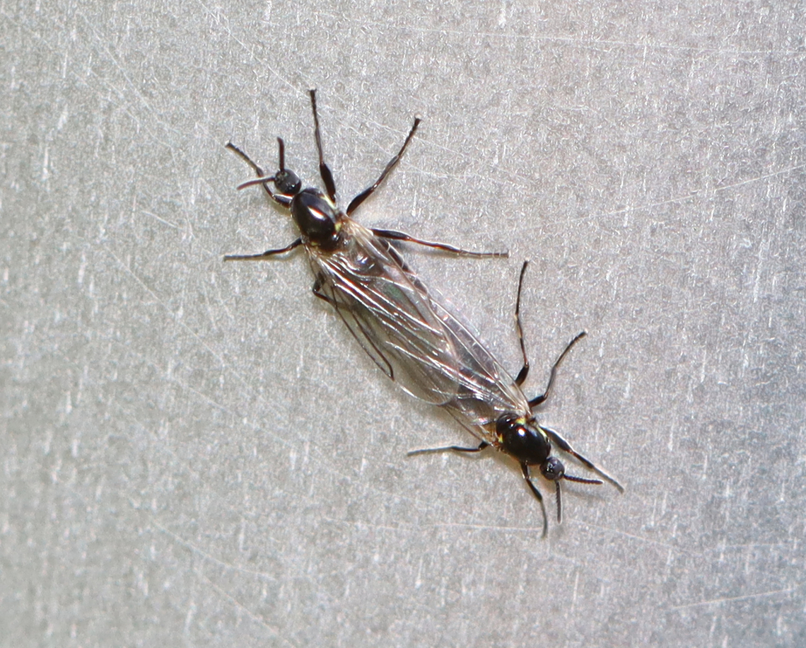 Compost Fly - Scatopse notata Habitat: Rural yard Compost Fly,Fall,Geotagged,Scatopse,Scatopse notata,United States,diptera,fly,scatopsidae