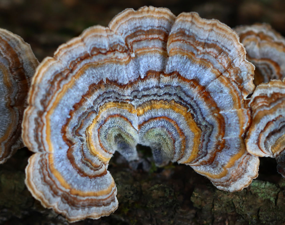 Turkey Tail - Trametes versicolor Habitat: Mixed forest Fall,Geotagged,Trametes versicolor,Turkey Tail,United States,fungi,fungus,mushroom,trametes