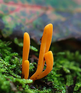 Coral Fungi - Clavulinopsis sp. Habitat: Growing in moss; mixed forest Clavulinopsis,Fall,Geotagged,United States,coral fungi,fungi,fungus