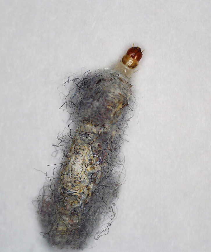 Case-bearing Clothes Moth - Tinea pellionella This stinker was eating my wool hiking socks. I dread finding out how many siblings it has lurking in my closet.<br />
<figure class="photo"><a href="https://www.jungledragon.com/image/167811/case-bearing_clothes_moth_case_-_tinea_pellionella.html" title="Case-bearing Clothes Moth (Case) - Tinea pellionella"><img src="https://s3.amazonaws.com/media.jungledragon.com/images/3232/167811_thumb.jpg?AWSAccessKeyId=05GMT0V3GWVNE7GGM1R2&Expires=1767225610&Signature=w4nuXLd4qVntijbOrWx3BB7pWhA%3D" width="200" height="156" alt="Case-bearing Clothes Moth (Case) - Tinea pellionella Photographed through a microscope.<br />
https://www.jungledragon.com/image/167810/case-bearing_clothes_moth_-_tinea_pellionella.html Case-bearing clothes moth,Geotagged,Tinea pellionella,United States" /></a></figure> Case-bearing clothes moth,Geotagged,Tinea pellionella,United States,case moth,larva,moth,tinea