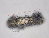 Case-bearing Clothes Moth (Case) - Tinea pellionella Photographed through a microscope.<br />
https://www.jungledragon.com/image/167810/case-bearing_clothes_moth_-_tinea_pellionella.html Case-bearing clothes moth,Geotagged,Tinea pellionella,United States