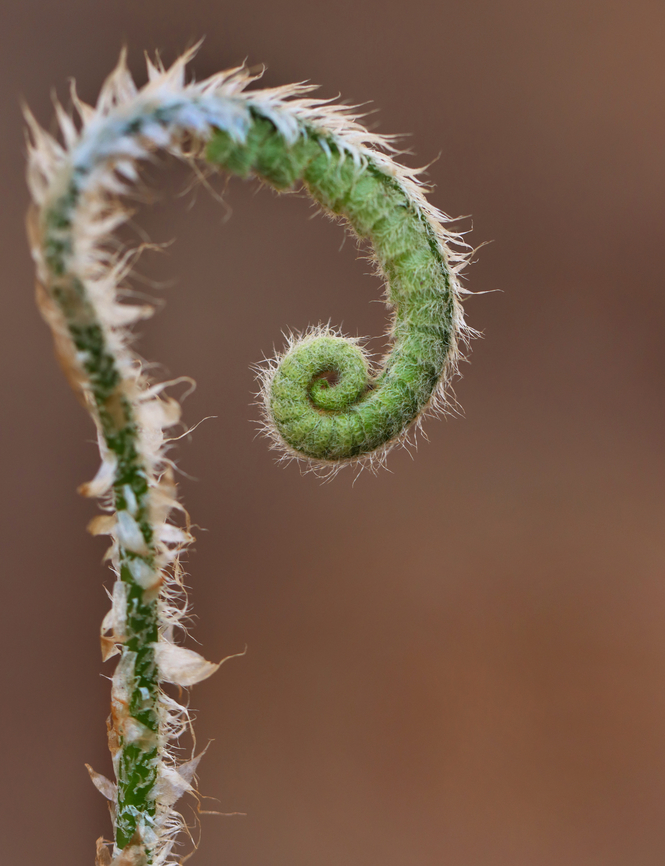 Christmas Fern - Polystichum acrostichoides Habitat: Swamp edge Christmas fern,Geotagged,Polystichum,Polystichum acrostichoides,Spring,United States,fern
