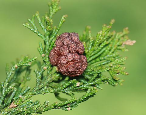 Cedar-apple Rust - Gymnosporangium juniperi-virginianae Habitat: Cedar tree in a meadow Cedar-apple Rust,Geotagged,Gymnosporangium juniperi-virginianae,Spring,United States