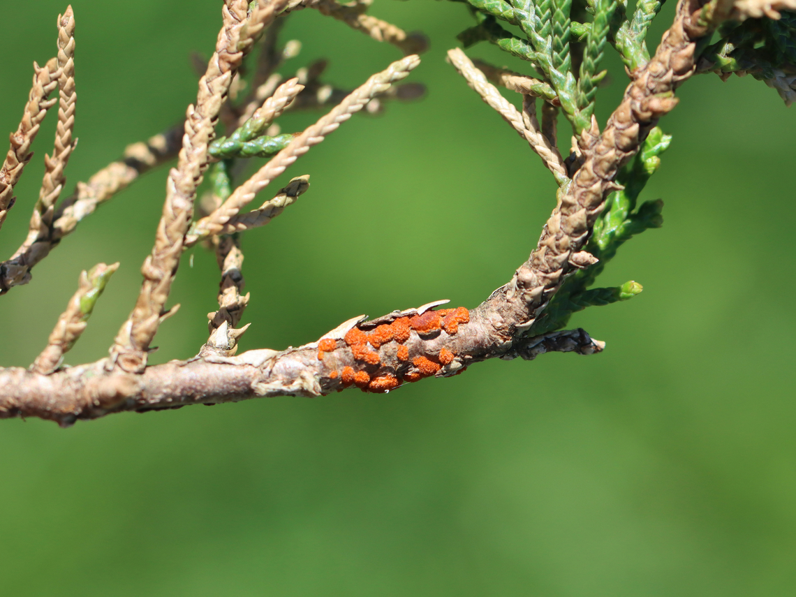 Cedar-apple Rust - Gymnosporangium juniperi-virginianae Early stage<br />
<br />
Habitat: Cedar tree in a meadow Cedar-apple Rust,Geotagged,Gymnosporangium juniperi-virginianae,Spring,United States