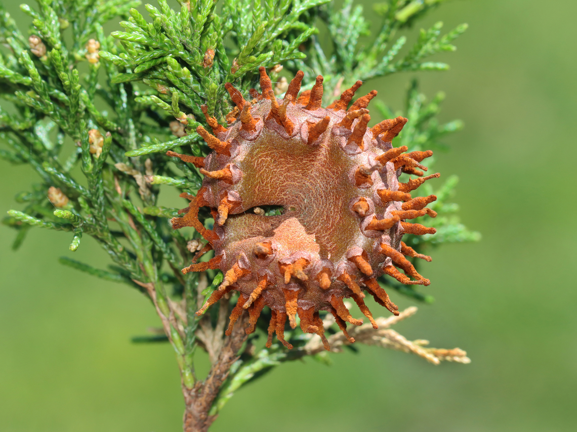 Cedar-apple Rust - Gymnosporangium juniperi-virginianae Habitat: Cedar tree in a meadow Cedar-apple Rust,Geotagged,Gymnosporangium juniperi-virginianae,Spring,United States