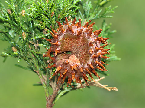 Cedar-apple Rust - Gymnosporangium juniperi-virginianae Habitat: Cedar tree in a meadow Cedar-apple Rust,Geotagged,Gymnosporangium juniperi-virginianae,Spring,United States