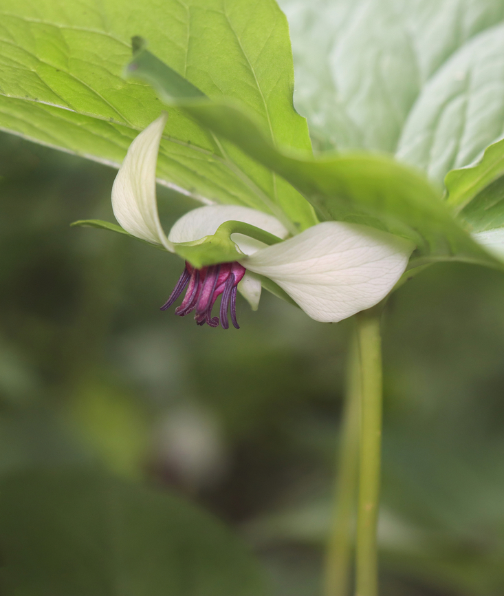 Southern Nodding Trillium - Trillium rugelii I spotted this growing in the northeastern US, way out of its known native range. <br />
<br />
Habitat: Mesic forest Geotagged,Southern Nodding Trillium,Spring,Trillium rugelii,United States,trillium
