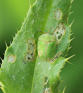 Thistle Tortoise Beetle - Cassida rubiginosa Habitat: On thistle in a meadow Cassida,Cassida rubiginosa,Geotagged,Spring,Thistle tortoise beetle,United States,beetle,tortoise beetle