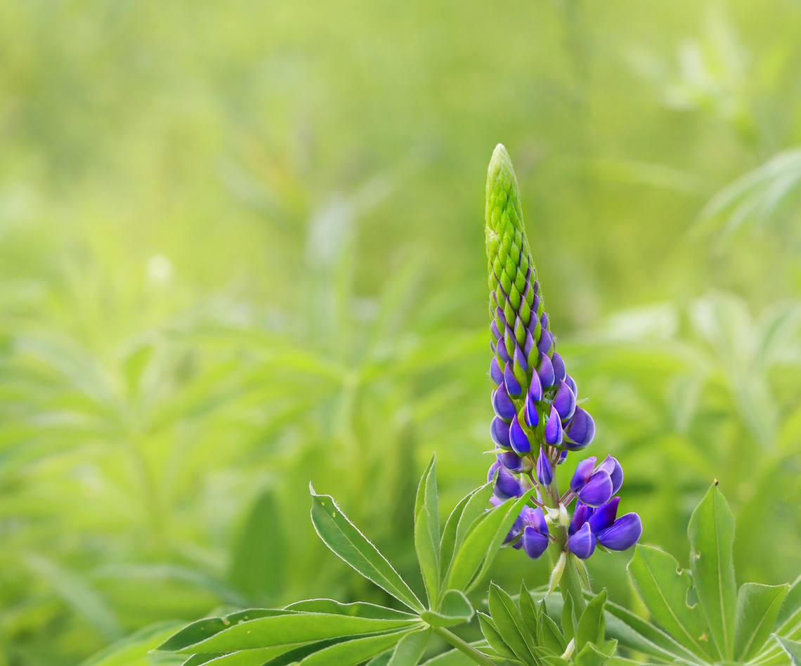 Wild Lupine - Lupinus perennis Habitat: Meadow Geotagged,Lupinus,Lupinus perennis,Spring,United States,Wild perennial lupine,lupine