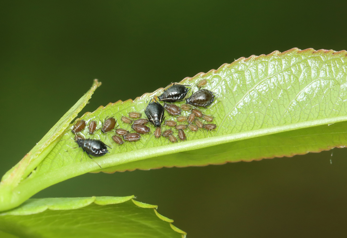 Aphids I think these aphids are Myzus cerasi, assuming the host plant is Prunus. If not, then they are probably Aphis fabae. The cool thing about them, though, is that the females give birth to live young. The adult aphid in the middle of this photo is in the process of birthing a nymph. Aphis fabae,Geotagged,Myzus cerasi,Parthenogenesis,Spring,United States,aphid,live birth,myzus cerasi,prunus,viviparous