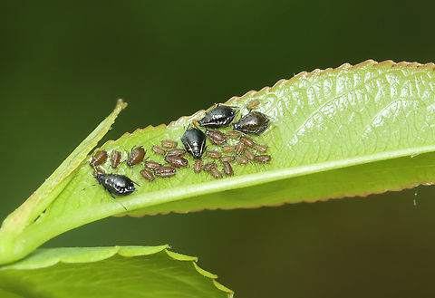 Aphids I think these aphids are Myzus cerasi, assuming the host plant is Prunus. If not, then they are probably Aphis fabae. The cool thing about them, though, is that the females give birth to live young. The adult aphid in the middle of this photo is in the process of birthing a nymph. Aphis fabae,Geotagged,Myzus cerasi,Parthenogenesis,Spring,United States,aphid,live birth,myzus cerasi,prunus,viviparous