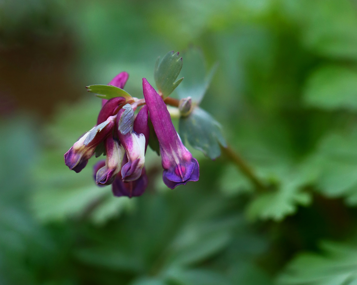 Fumewort - Corydalis solida Habitat: Mixed, mesic forest Corydalis,Corydalis solida,Fumewort,Geotagged,Spring,United States