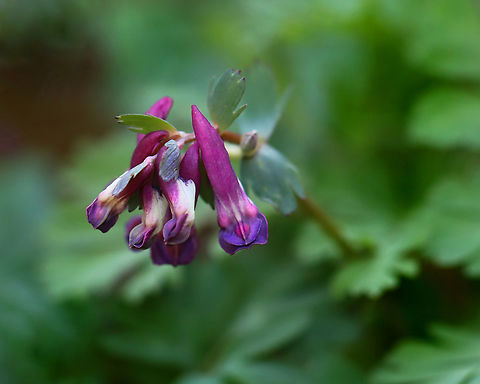 Fumewort - Corydalis solida Habitat: Mixed, mesic forest Corydalis,Corydalis solida,Fumewort,Geotagged,Spring,United States