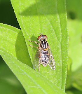 Long-nosed Swamp Fly - Eurimyia stipata Habitat: Swampy forest Eurimyia,Eurimyia stipata,Geotagged,Long-nosed Swamp Fly,Spring,Syrphid fly,United States,hover fly