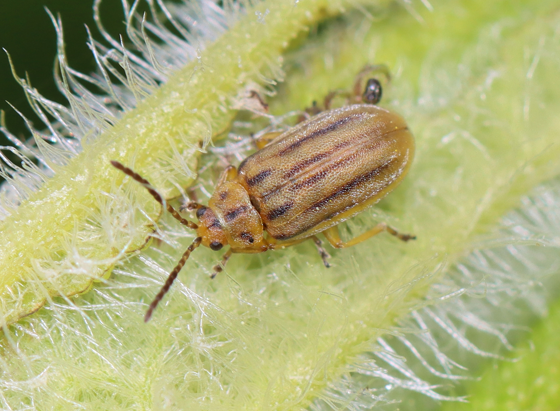 Skeletonizing Leaf Beetle - Ophraella notata Host: Eupatorium  Geotagged,Ophraella,Ophraella notata,Spring,United States