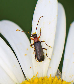 Beetle - Grammoptera haematites Habitat: Garden Geotagged,Grammoptera,Grammoptera haematites,Spring,United States