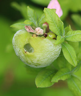 Azalea Gall - Exobasidium vaccinii Host: Rhododendron periclymenoides Exobasidium vaccinii,Geotagged,Lingonberry Gall,Spring,United States
