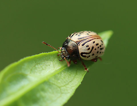 Dogwood Leaf Beetle - Calligrapha philadelphica Habitat: Forest edge Calligrapha philadelphica,Dogwood Leaf Beetle,Geotagged,Spring,United States