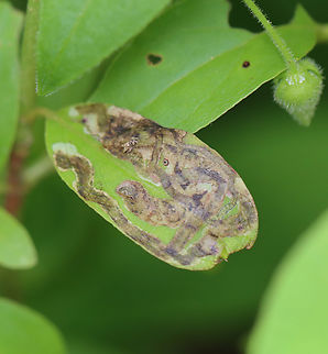 Leaf Mine - Phytomyza agromyzina Host: Cornus

https://www.jungledragon.com/image/168357/leaf_mine_-_phytomyza_agromyzina.html
https://www.jungledragon.com/image/168358/leaf_mine_-_phytomyza_agromyzina.html
https://www.jungledragon.com/image/168359/leaf_mine_-_phytomyza_agromyzina.html Geotagged,Phytomyza,Phytomyza agromyzina,Spring,United States