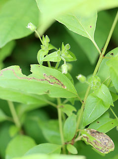 Leaf Mine - Phytomyza agromyzina Host: Cornus
https://www.jungledragon.com/image/168357/leaf_mine_-_phytomyza_agromyzina.html
https://www.jungledragon.com/image/168358/leaf_mine_-_phytomyza_agromyzina.html
https://www.jungledragon.com/image/168359/leaf_mine_-_phytomyza_agromyzina.html Geotagged,Phytomyza agromyzina,Spring,United States