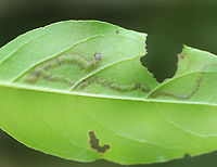 Leaf Mine - Phytomyza agromyzina Host: Cornus<br />
https://www.jungledragon.com/image/168357/leaf_mine_-_phytomyza_agromyzina.html<br />
https://www.jungledragon.com/image/168358/leaf_mine_-_phytomyza_agromyzina.html<br />
https://www.jungledragon.com/image/168359/leaf_mine_-_phytomyza_agromyzina.html Geotagged,Phytomyza agromyzina,Spring,United States