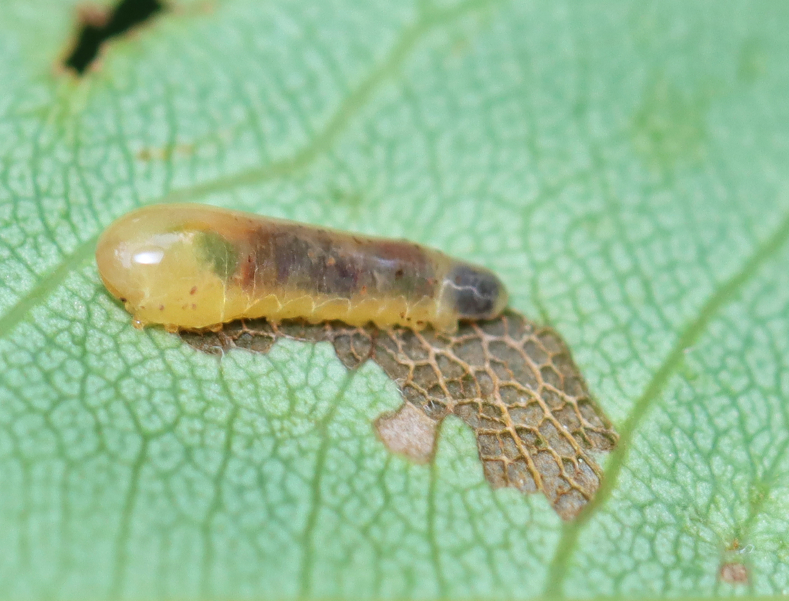 Sawfly Larva - Tribe Caliroini Host: Some kind of plant ;P Geotagged,Spring,Tribe Caliroini,United States,sawfly