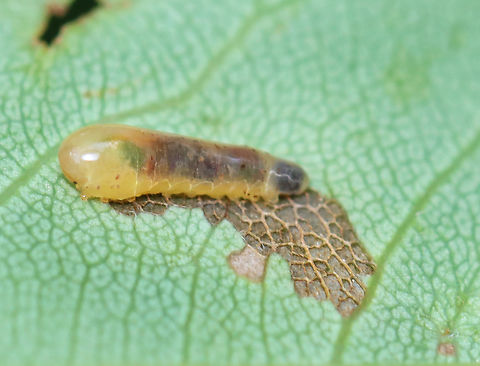 Sawfly Larva - Tribe Caliroini Host: Some kind of plant ;P Geotagged,Spring,Tribe Caliroini,United States,sawfly