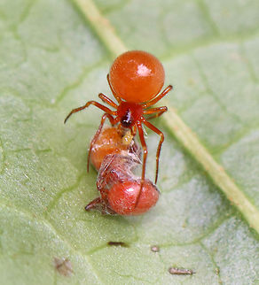 Red Spider - Thymoites or Florinda? This little lady had quite a haul. Florinda,Geotagged,Spring,Thymoites,United States,spider