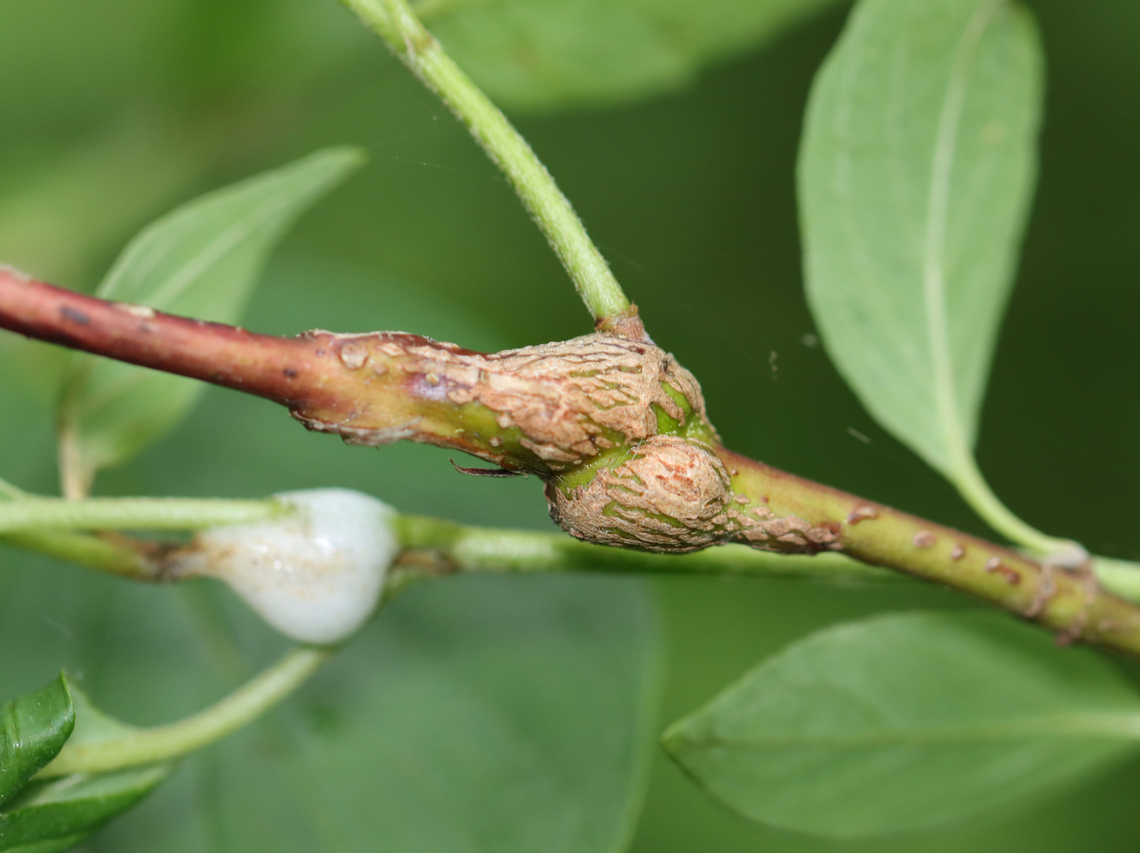 Gall Midge - Neolasioptera cornicola Host: Cornus Cecidomyiidae,Geotagged,Neolasioptera,Neolasioptera cornicola,Spring,United States,cornus,gall