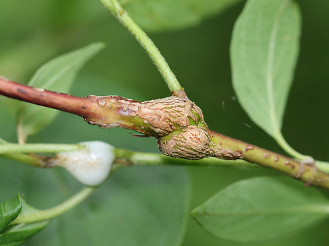 Gall Midge - Neolasioptera cornicola Host: Cornus Cecidomyiidae,Geotagged,Neolasioptera,Neolasioptera cornicola,Spring,United States,cornus,gall