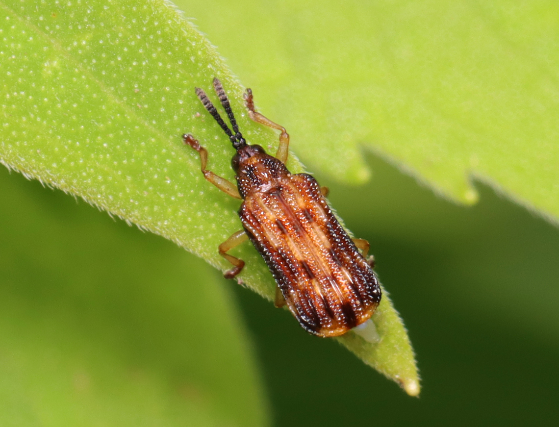 Leaf Beetle - Sumitrosis inaequalis It had a white blob coming out of its rear, which wasn't frass or an egg. Possibly a parasitoid, but that's unclear.<br />
<br />
<br />
<br />
 Geotagged,Spring,Sumitrosis,Sumitrosis inaequalis,United States