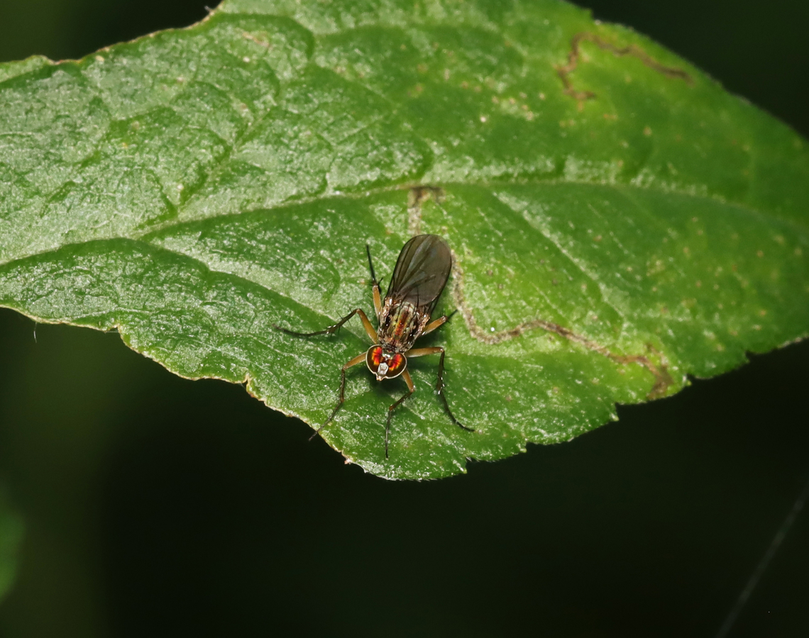 Long-legged Fly - Dolichopus reflectus Habitat: Deciduous forest Dolichopodidae,Dolichopus,Dolichopus reflectus,Geotagged,Summer,United States