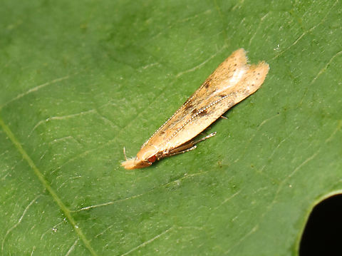 Many-spotted Dichomeris - Dichomeris punctipennella Habitat: Deciduous forest Dichomeris punctipennella,Geotagged,Summer,United States