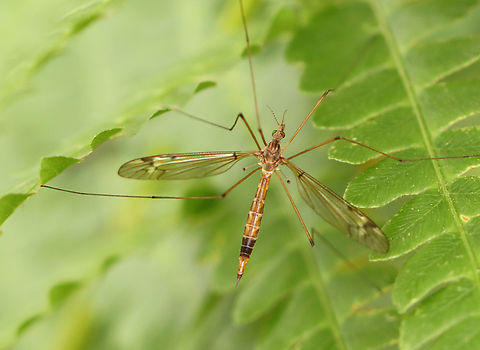 Crane Fly - Tipula submaculata group Habitat: Forest/pond edge Geotagged,Spring,Tipula submaculata,Tipula submaculata group,United States,crane fly,tipulidae
