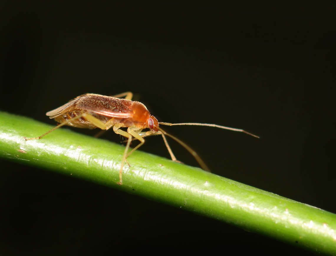 Plant Bug - Neolygus hirticulus Habitat: Meadow/forest edge Geotagged,Miridae,Neolygus,Neolygus hirticulus,Summer,United States