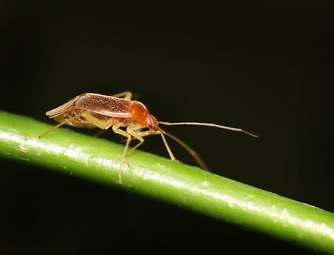 Plant Bug - Neolygus hirticulus Habitat: Meadow/forest edge Geotagged,Miridae,Neolygus,Neolygus hirticulus,Summer,United States