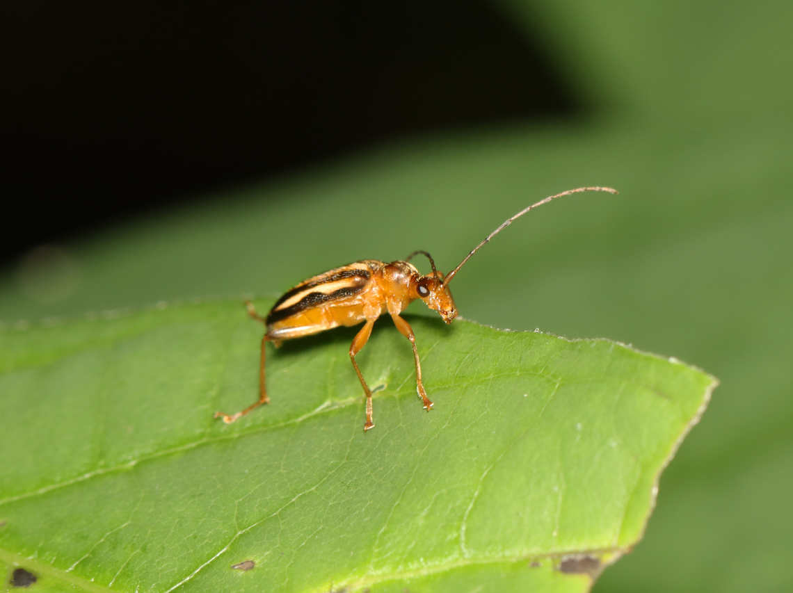 Flower Longhorn - Metacmaeops vittatus Habitat: Deciduous forest Geotagged,Metacmaeops,Metacmaeops vittatus,Summer,United States,beetle,cerambycidae,flower longhorn,longhorn beetle