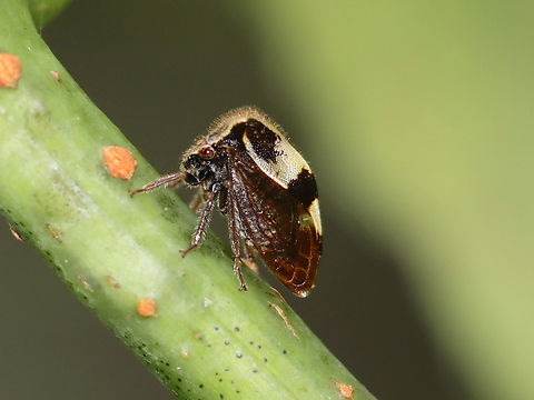 Two-horned Treehopper - Stictocephala diceros Habitat: Forest edge Geotagged,Stictocephala,Stictocephala diceros,Summer,United States,membracidae,treehopper,two-horned treehopper