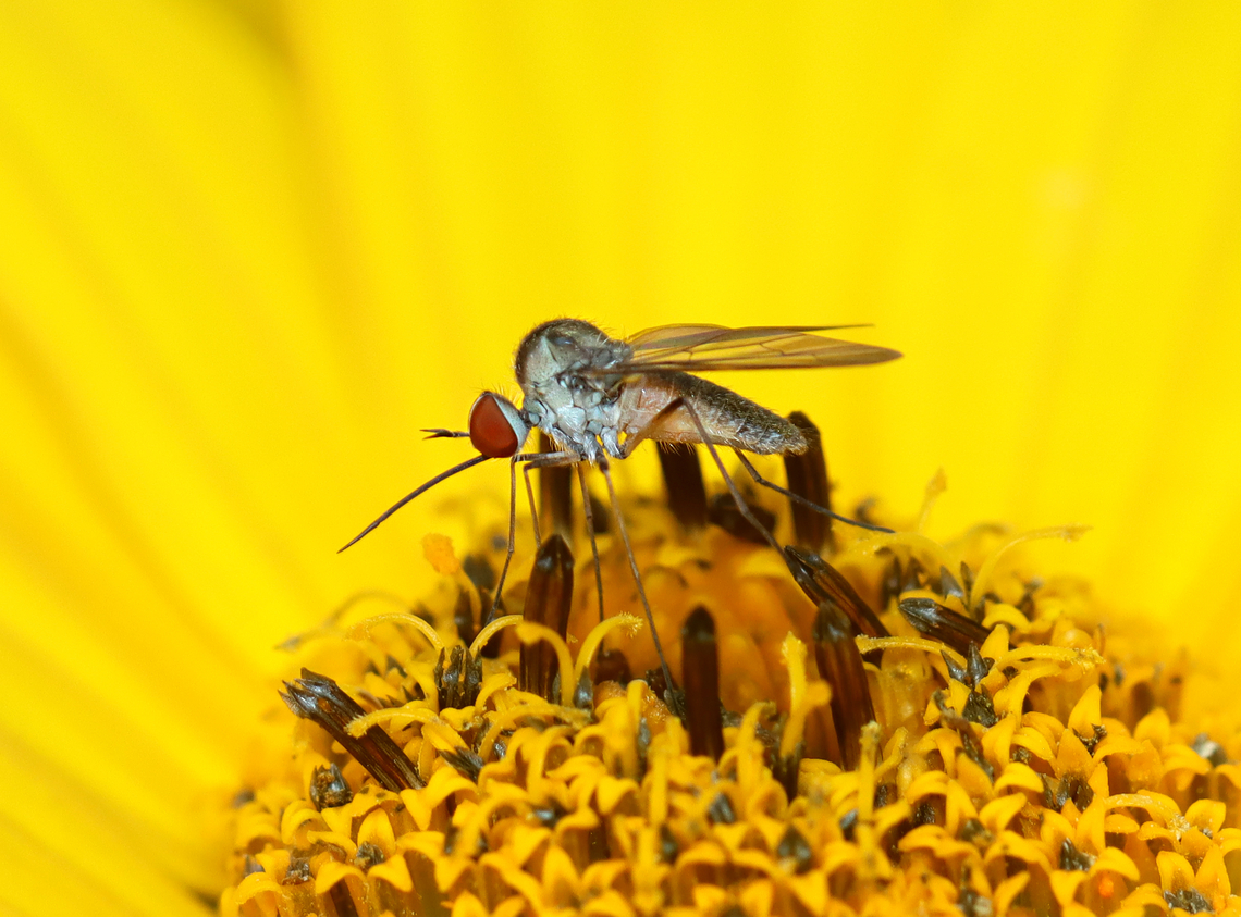 Bee Fly - Geron calvus Habitat: Garden Bombyliidae,Geotagged,Geron calvus,Summer,United States,bee fly,geron