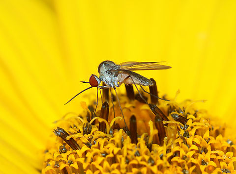 Bee Fly - Geron calvus Habitat: Garden Bombyliidae,Geotagged,Geron calvus,Summer,United States,bee fly,geron