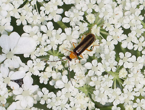 Soldier Beetle - Rhagonycha mollis Habitat: Meadow Cantharidae,Geotagged,Rhagonycha,Rhagonycha mollis,Summer,United States,soldier beetle