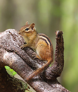 Eastern Chipmunk - Tamias striatus Habitat: Fragmented forest Eastern chipmunk,Geotagged,Spring,Tamias,Tamias striatus,United States,chipmunk
